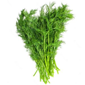 Yaprak rezene tohumu grosfruchtiger leaf fennel