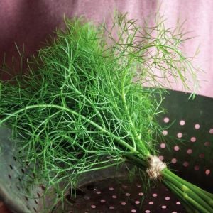 3 adet Yaprak rezene fidesi grosfruchtiger leaf fennel