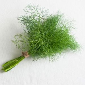 3 adet Yaprak rezene fidesi grosfruchtiger leaf fennel