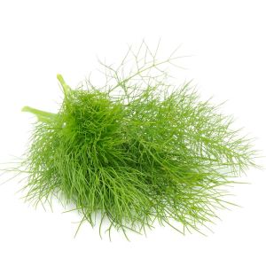 3 adet Yaprak rezene fidesi grosfruchtiger leaf fennel