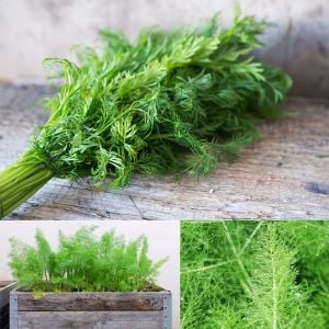 3 adet Yaprak rezene fidesi grosfruchtiger leaf fennel