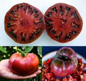 Siyah karbon domates tohumu geleneksel carbon tomato seeds