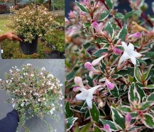 abelia grandiflora confetti fidesi