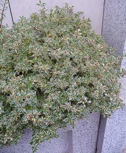 abelia grandiflora confetti fidesi