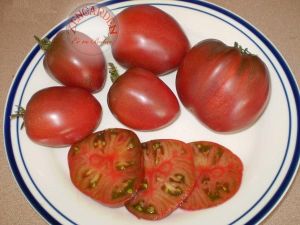 Mor rus domatesi tohumu geleneksel purple russian tomato