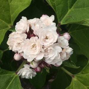 Arap fulü fidanı clerodendrum fragrans