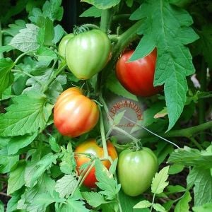 Yürek domates tohumu geleneksel italyan cuor di bue tomato