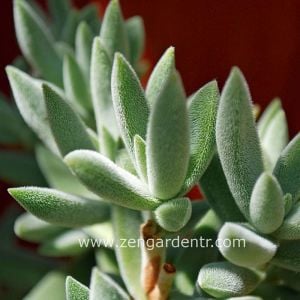 Crassula jade mesembryanthemoides ışıkta parlayan yapraklar