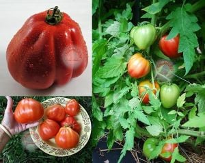 Yürek domates tohumu geleneksel italyan cuor di bue tomato