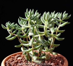 Crassula jade mesembryanthemoides ışıkta parlayan yapraklar