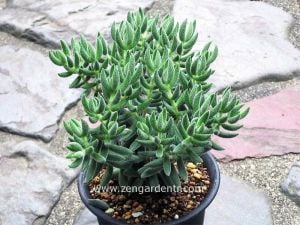 Crassula jade mesembryanthemoides ışıkta parlayan yapraklar