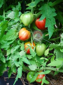 Yürek domates tohumu geleneksel italyan cuor di bue tomato