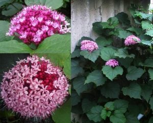 Clerodendrum bungeii kısmet ağacı fidanı Rus ortancası