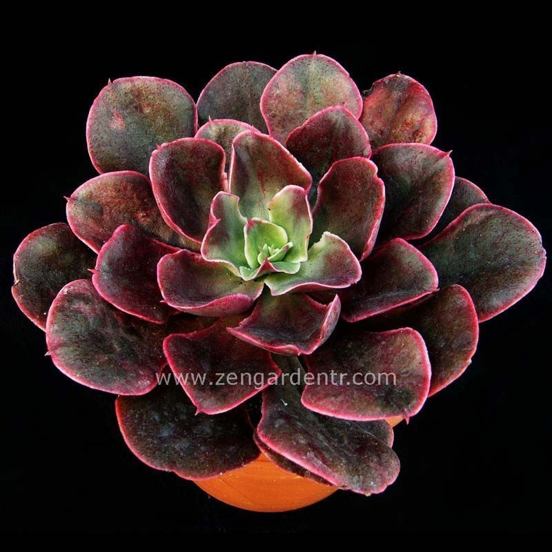 Echeveria painted frills