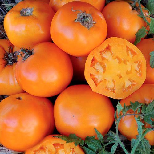 Nebraska düğünü domates tohumu geleneksel nebraska wedding tomato