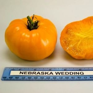 Nebraska düğünü domates tohumu geleneksel nebraska wedding tomato