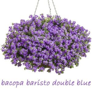 Katmerli mavi bacopa fidesi sutera diffusus baristo double blue