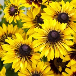 Sputnik güneş şapkası çiçeği saksıda rudbeckia hirta