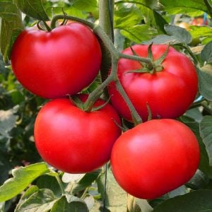 Florida domates tohumu geleneksel floridade tomato