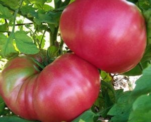 Pembe domates tohumu geleneksel pink brandywine tomato