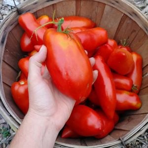 Polonya armut domates tohumu geleneksel polish paste tomato