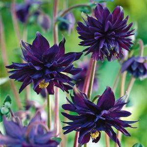 Black barlow haseki küpesi çiçeği fidesi aquilegia