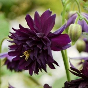 Black barlow haseki küpesi çiçeği fidesi aquilegia