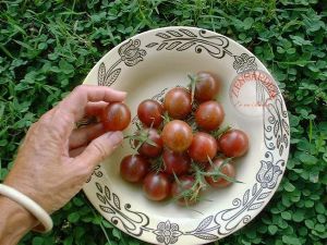 Siyah salkım domates tohumu geleneksel pure black cherry tomato