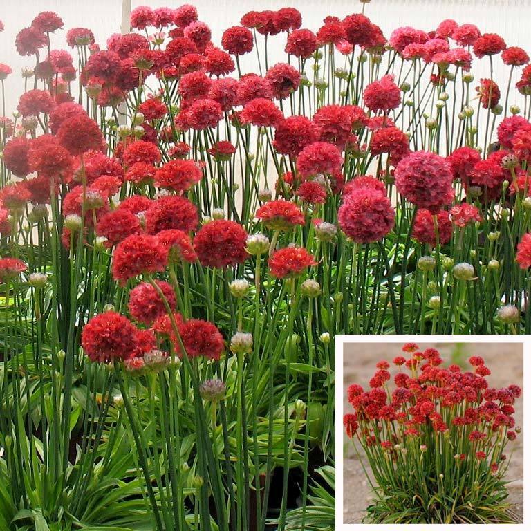 Armeria ballerina kırmızı çiçekli