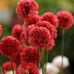 Armeria ballerina kırmızı çiçekli