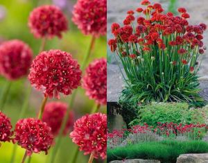 Armeria ballerina kırmızı çiçekli