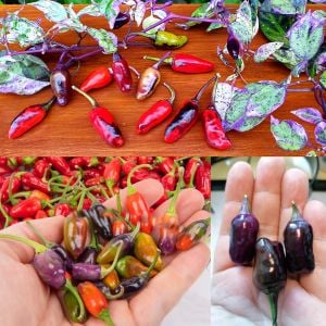 Mor Kaplan acı biberi tohumu purple tiger hot pepper