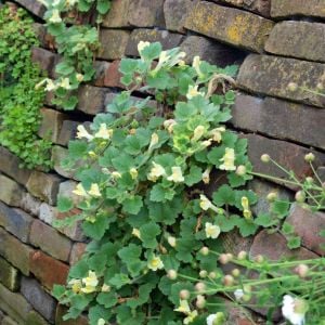 Asarina procumbens tohumu sarkan aslanağzı yerörtücü