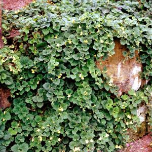 Asarina procumbens tohumu sarkan aslanağzı yerörtücü