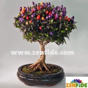 Bonsai süs biberi tohumu 4 renkli biber bonsai yapılabilir kalıcı