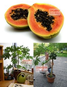 Saksılık bodur papaya tohumu geleneksel dwarf carica papaya