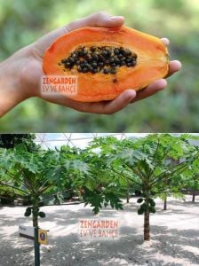 Saksılık bodur papaya tohumu geleneksel dwarf carica papaya