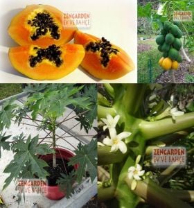 Saksılık bodur papaya tohumu geleneksel dwarf carica papaya