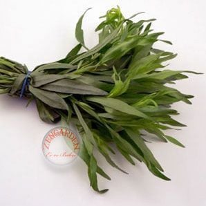 Tarhun otu tohumu tarragon artemisia dracunculus estragon