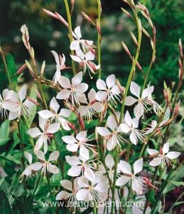 Çalı beyaz gaura fidesi parlak çiçekli gambit white