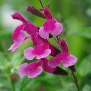 Icing Sugar salvia greggii fidesi perenyal süs adaçayı