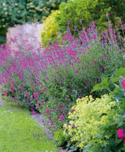 Icing Sugar salvia greggii fidesi perenyal süs adaçayı