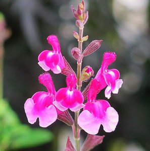 Icing Sugar salvia greggii fidesi perenyal süs adaçayı