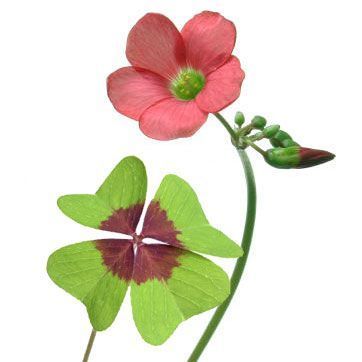 Oxalis deppei soğanı dört yapraklı şanslı süs yoncası soğanı çiçekli