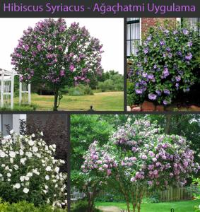 Ağaç hatmi fidanı hibiscus syriacus lady stanley