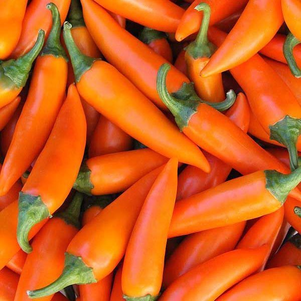 Acı bulgarian carrot chili biber tohumu bulgar havuç biberi