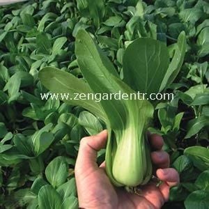 Mini bebek yaprak yeşil saplı pak choi tohumu