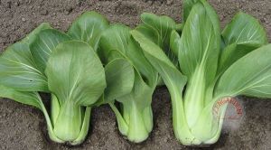 Mini bebek yaprak yeşil saplı pak choi tohumu