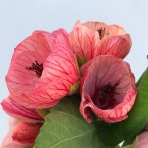 Pembe abutilon fidanı ağaç küpesi abutilon giants