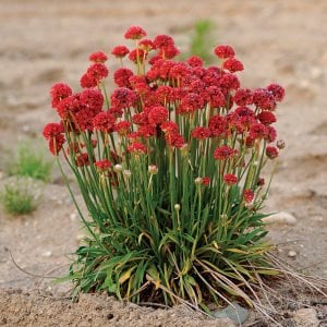 Kırmızı çim karanfili iri çiçekli armeria maritima ornament